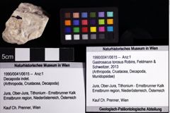 Foto (Objket + Etiketten) von Gastrosacus torosus (Robins, Feldmann & Schweitzer, 2013) 